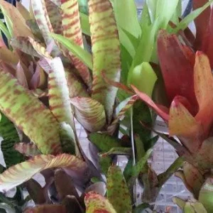 1-Count Offset Bromeliad Neoregelia