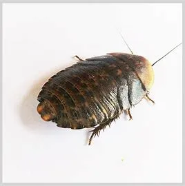 100 Discoid Roaches Delivery