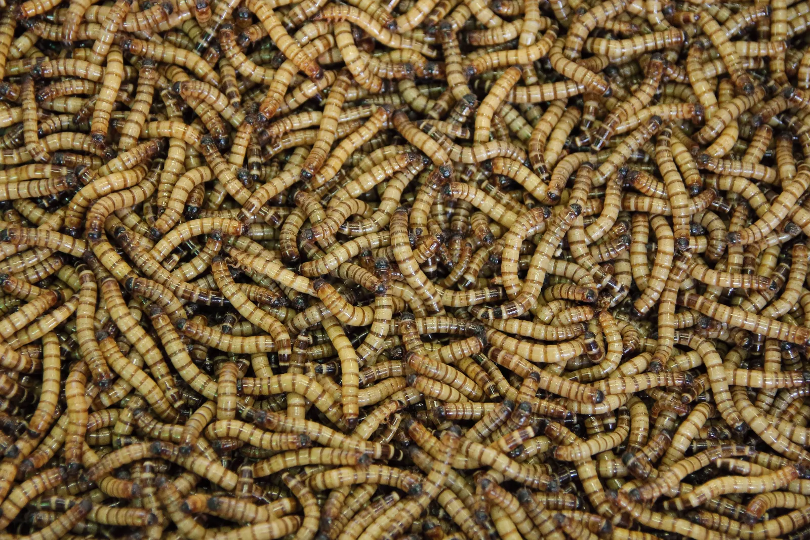 1000 Giant Mealworms
