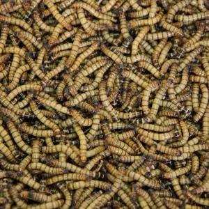 1000 Small Mealworms