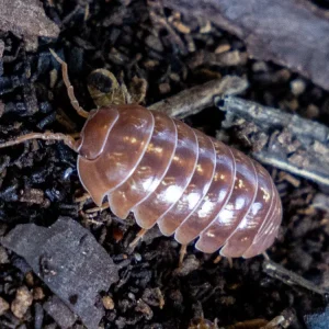 10ct "Orange Vigor" Isopods (Armadillidium Vulgare)