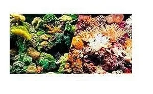 12" High Marine Reef / Corals Aquarium Background