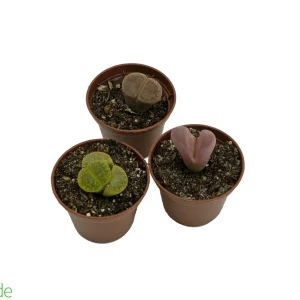 2" Pot Lithops (Living Stones)