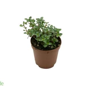 2" Pot Pilea Aquamarine