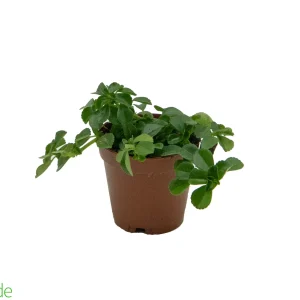 2" Pot Pilea Baby Tears