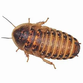 25 Dubia Roaches Nationwide Delivery