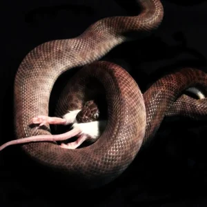 25 Frozen Fuzzy Rats