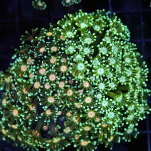 2Face Green Goniopora Coral Colony WYSIWYG - SAQ Coral Farm