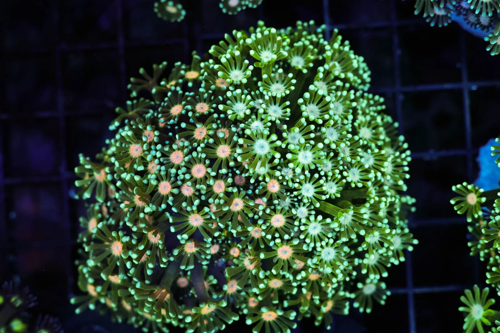 2Face Green Goniopora Coral Colony WYSIWYG - SAQ Coral Farm