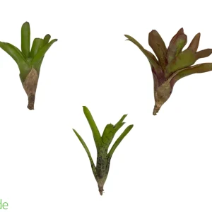 3-Count Offset Bromeliad Neoregelia Sampler Pack