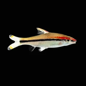 (3 Pack) Denison Barb (Freshwater) Fish - SAQ Chicago Fish