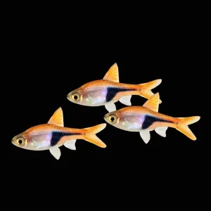 (3 Pack) Harlequin Rasbora (Freshwater) Fish - SAQ Chicago Fish
