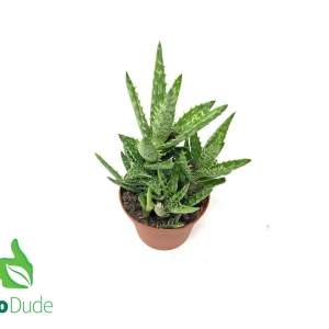 3" Pot Aloe Tiger Tooth