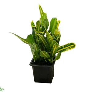 3" Pot Croton Banana