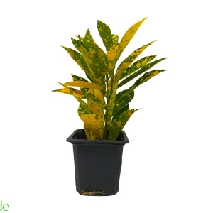 3" Pot Croton Gold Dust