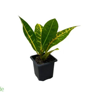 3" Pot Croton Petra