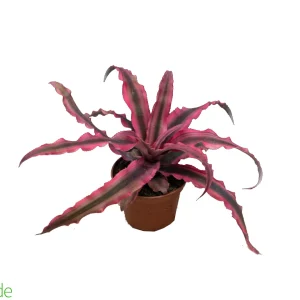 3" Pot Cryptanthus Earth Star Dude's Choice