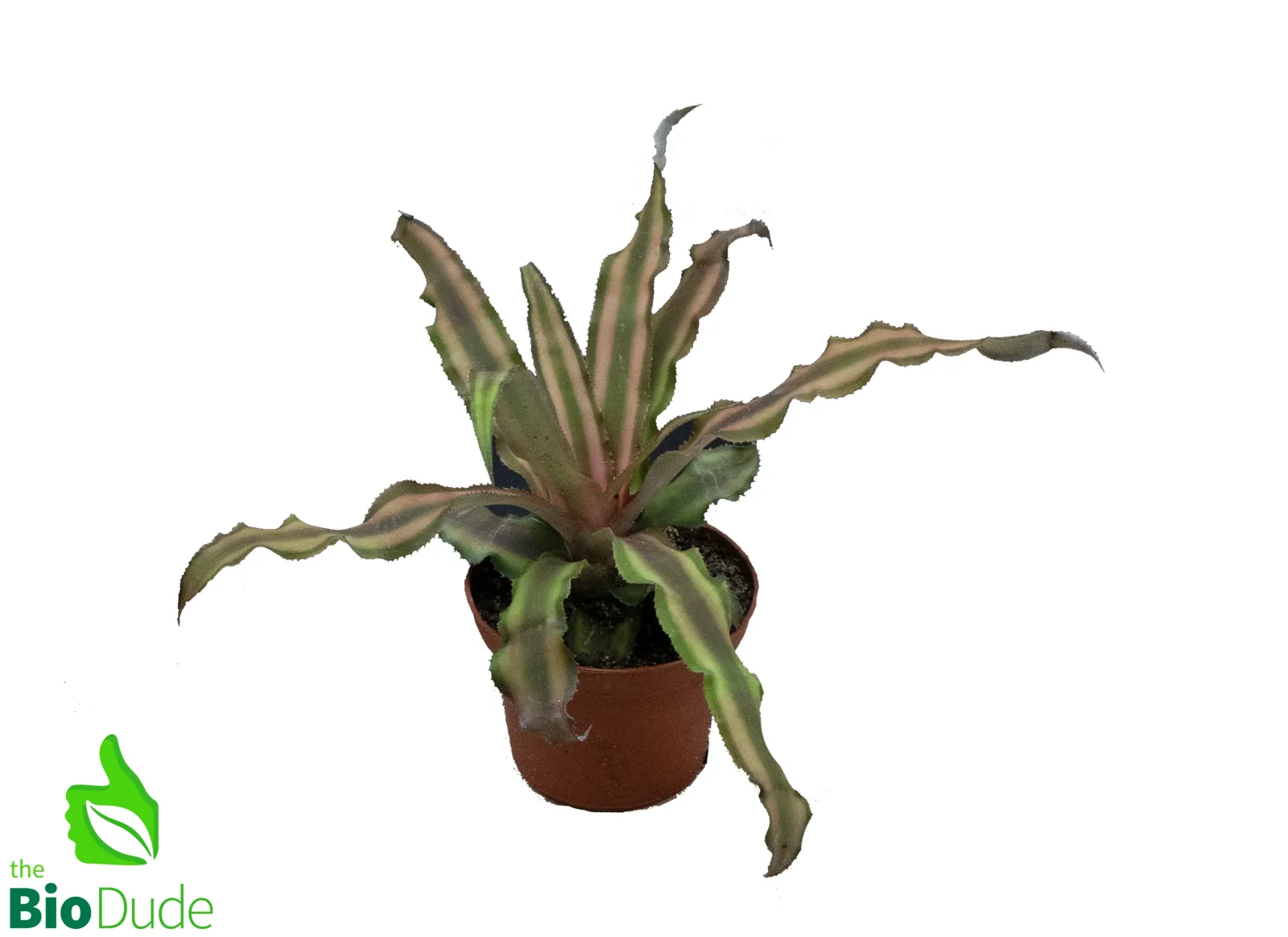 3" Pot Cryptanthus Earth Star Dude's Choice - Image 2