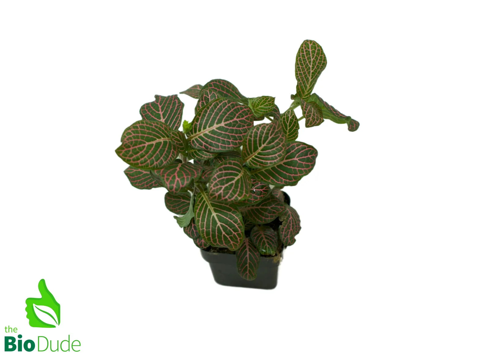 3" Pot Fittonia Pink - Image 2