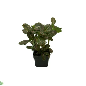 3" Pot Fittonia Pink