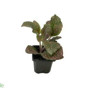 3" Pot Fittonia Red
