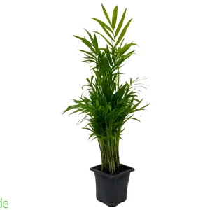 3" Pot Neanthe Bella Palm