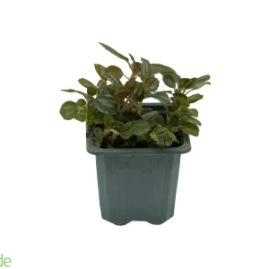 3" Pot Pilea Friendship