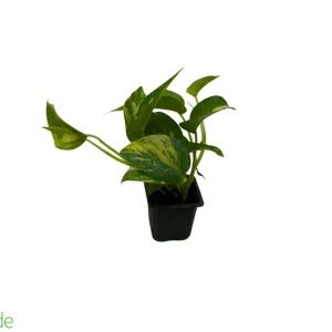 3" Pot Pothos Golden