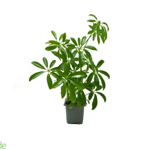 3" Pot Schefflera Arboricola Green