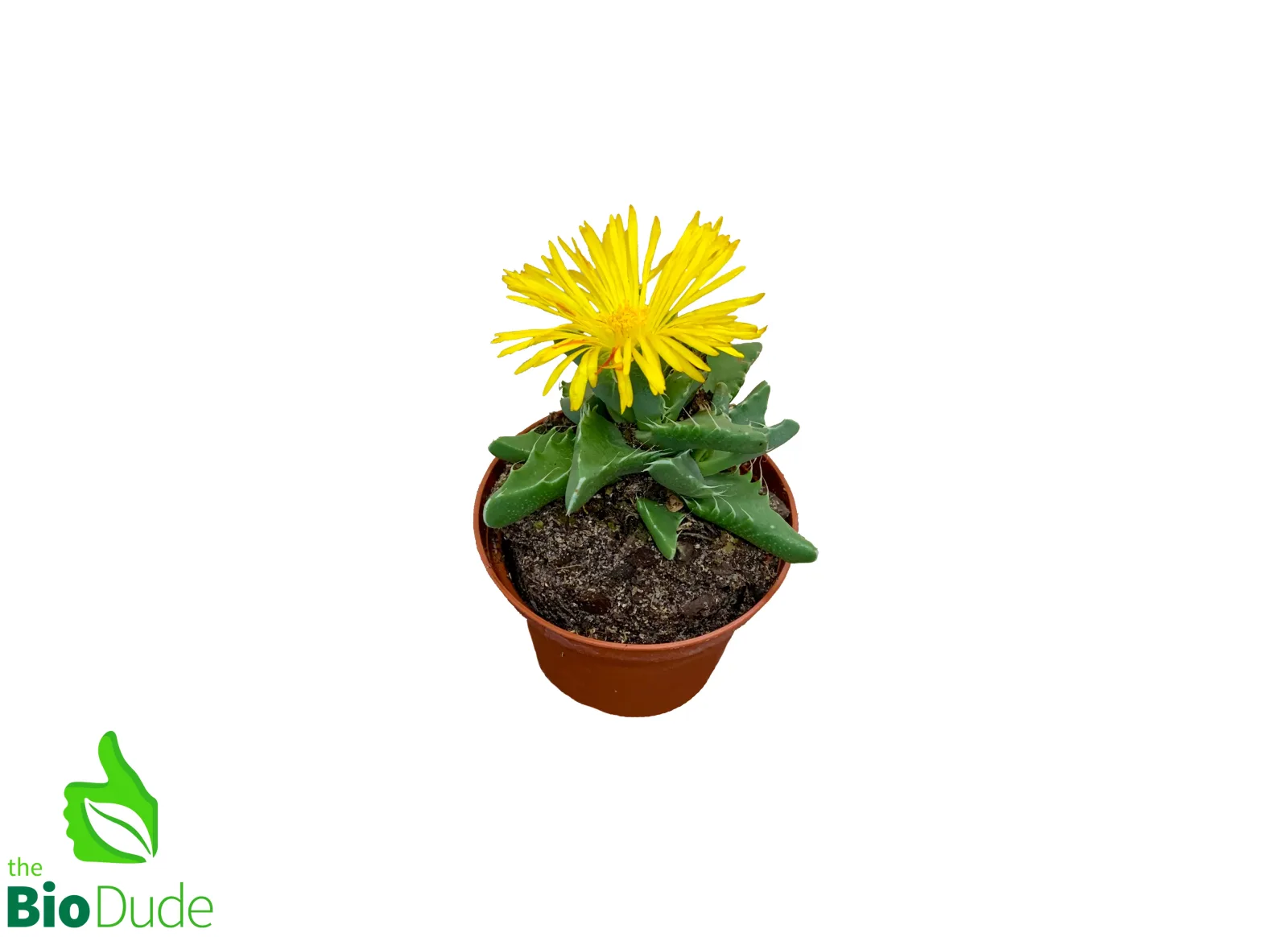 3" Pot Succulent Tiger Jaw - Image 2