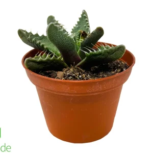 3" Pot Succulent Tiger Jaw