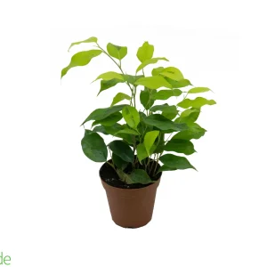 4" Ficus Benjamina Neon Marguerite