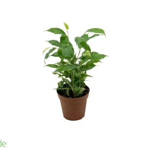 4" Ficus El Dorado