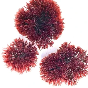 4 oz Spike Sphere Gracilaria (Gracilaria tikvahiae) - Algae Barn