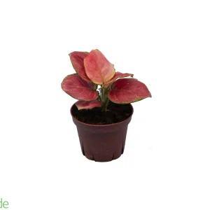 4" Pot Aglaonema Geely Red