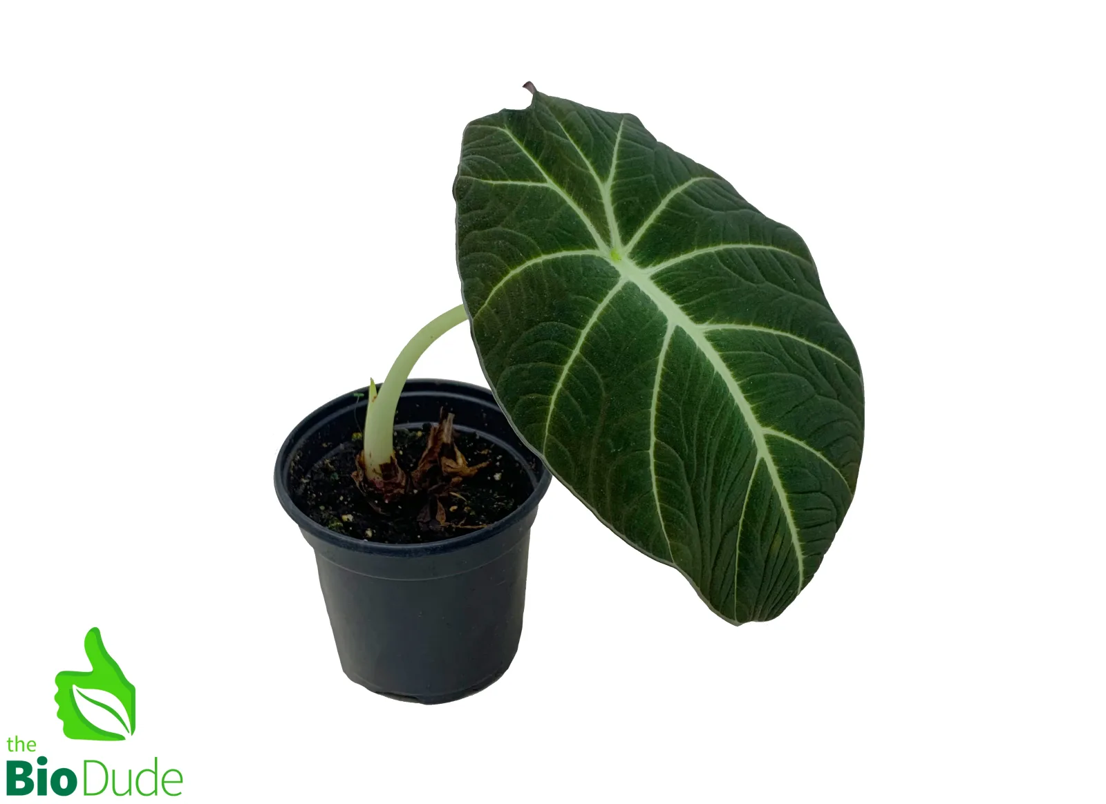4" Pot Alocasia Black Velvet - Image 2