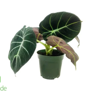4" Pot Alocasia Black Velvet