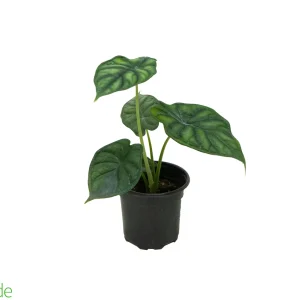 4" Pot Alocasia Dragon Scale