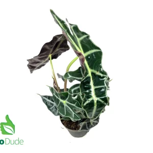 4" Pot Alocasia Polly