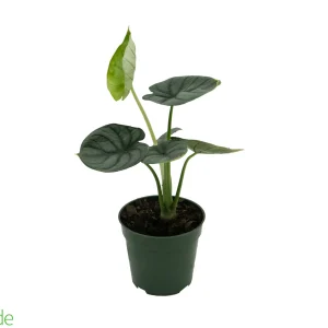 4" Pot Alocasia Silver Dragon