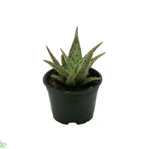4" Pot Aloe Christmas Carol