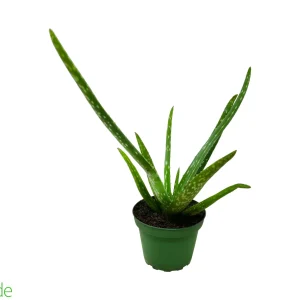 4" Pot Aloe Vera