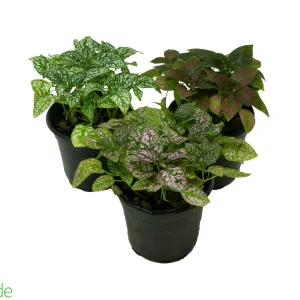 4" Pot Assorted Polka Dot Plant