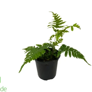 4" Pot Autumn Fern
