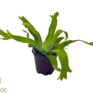 4" Pot Bird's Nest Fern Crissie