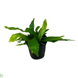 4" Pot Bird's Nest Fern Crocodile