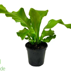 4" Pot Bird's Nest Fern Nidus