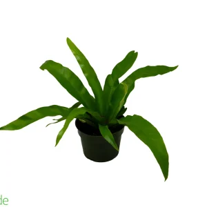 4" Pot Bird's Nest Fern Osaka
