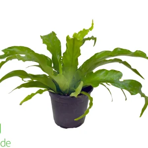 4" Pot Bird's Nest Fern Victoria