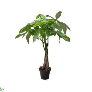 4" Pot Braided Fortune Money Tree w/Multiple Trunks